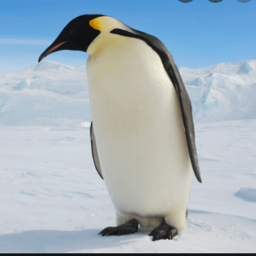 How to recover from Google (Penguin) penalty in Simple Way