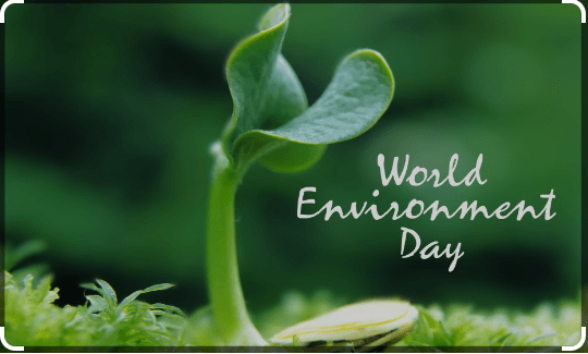 100+ Powerful Quotes to Celebrate World Environment Day (Short & Sweet!)