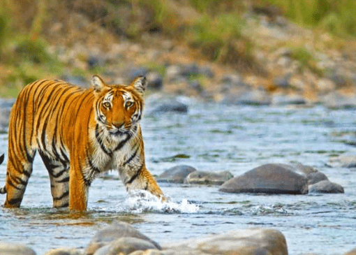 Top 10 Forest Reserves in India for Safaris & Wildlife Watching